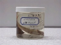 藏品(冬瓜鰺)的圖片